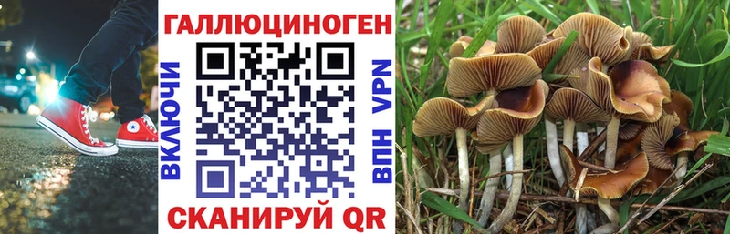 Псилоцибиновые грибы Psilocybe Моршанск